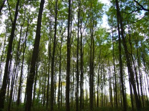 plantation québec noyer noir (jugland nigra)